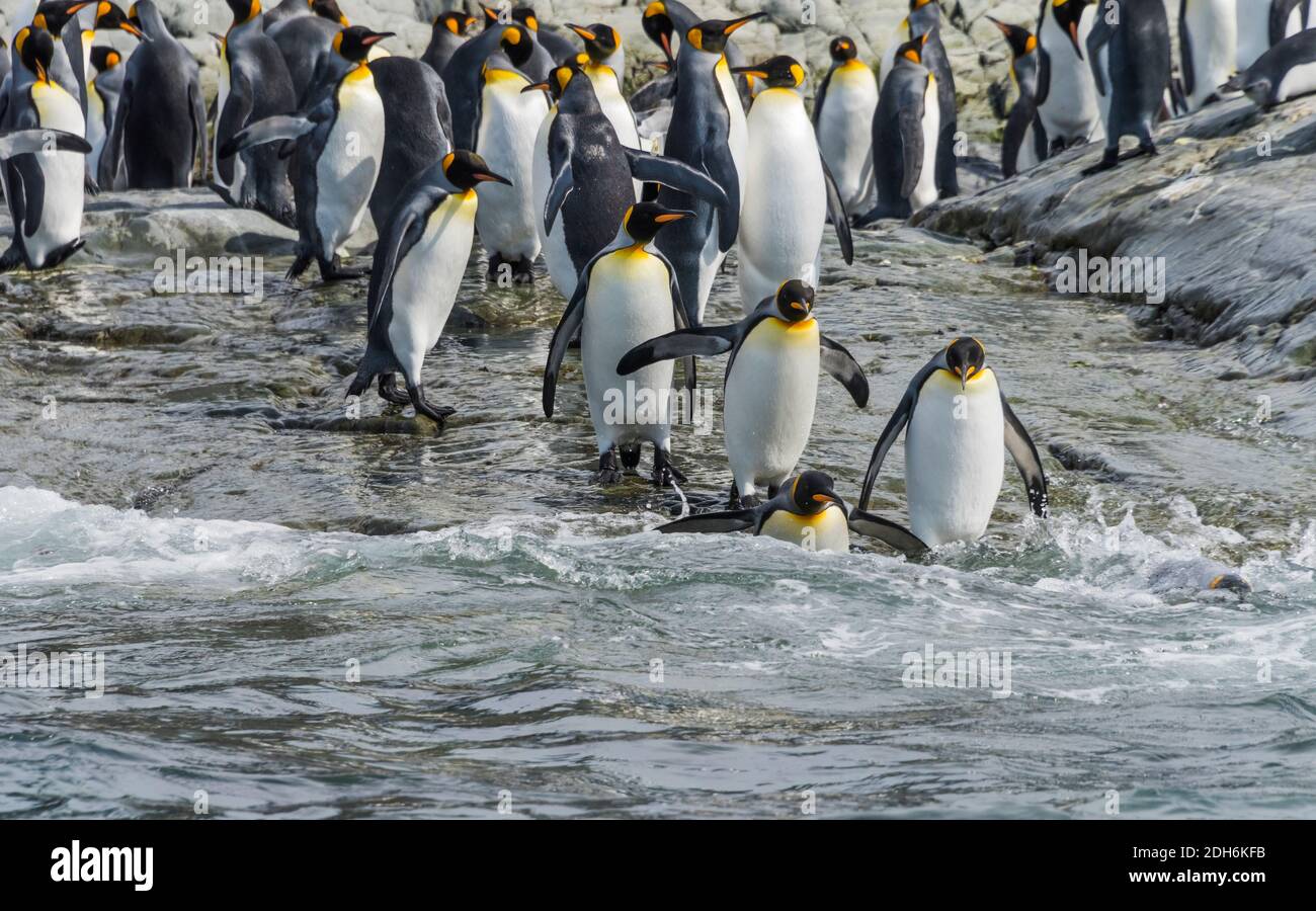 King penguins on the beach, Gold Harbor, South Georgia, Antarctica Stock Photo