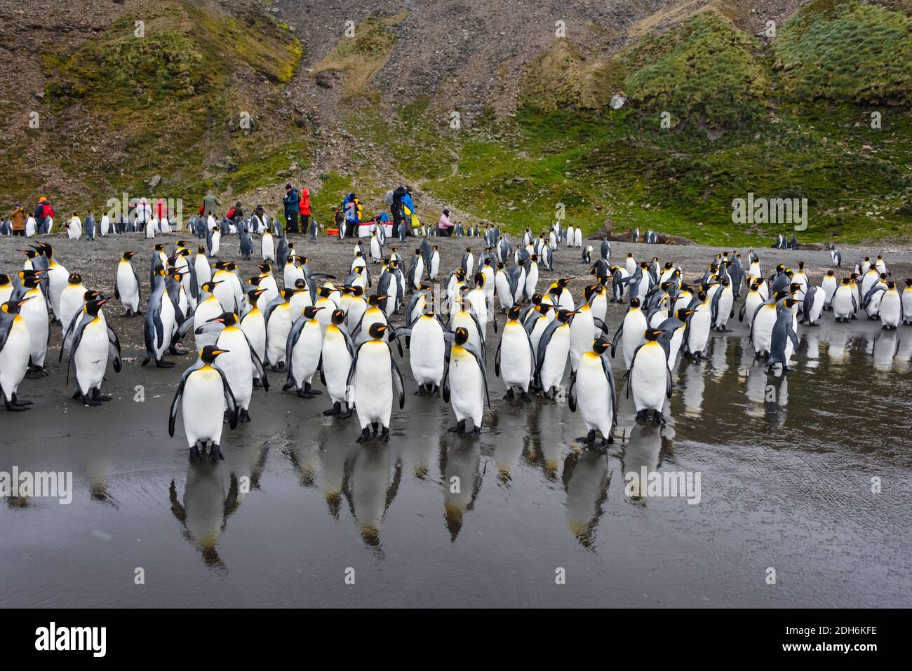Tourists and King penguins on the beach, St. Andrews Bay, South Georgia, Antarctica Stock Photo