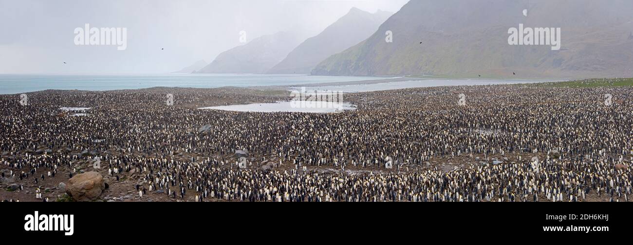 King penguin colony, St. Andrews Bay, South Georgia, Antarctica Stock Photo
