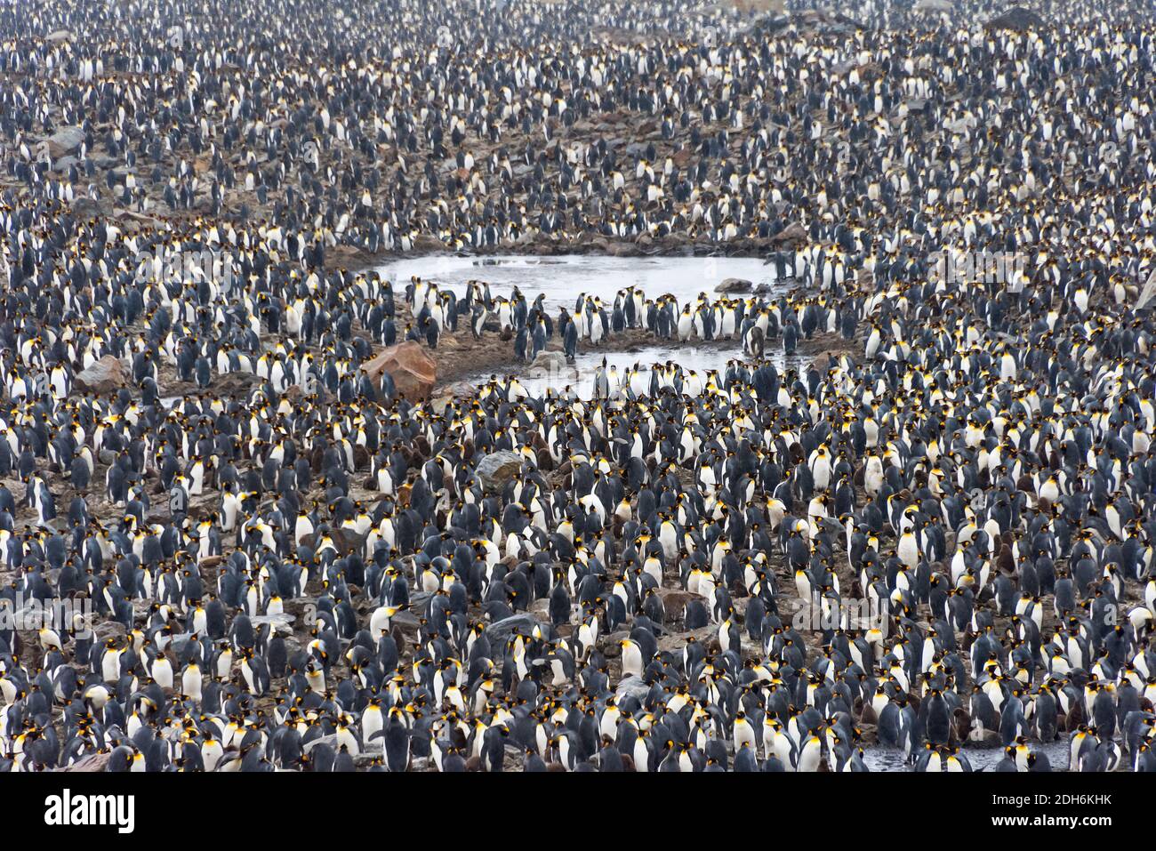 King penguin colony, St. Andrews Bay, South Georgia Island Stock Photo