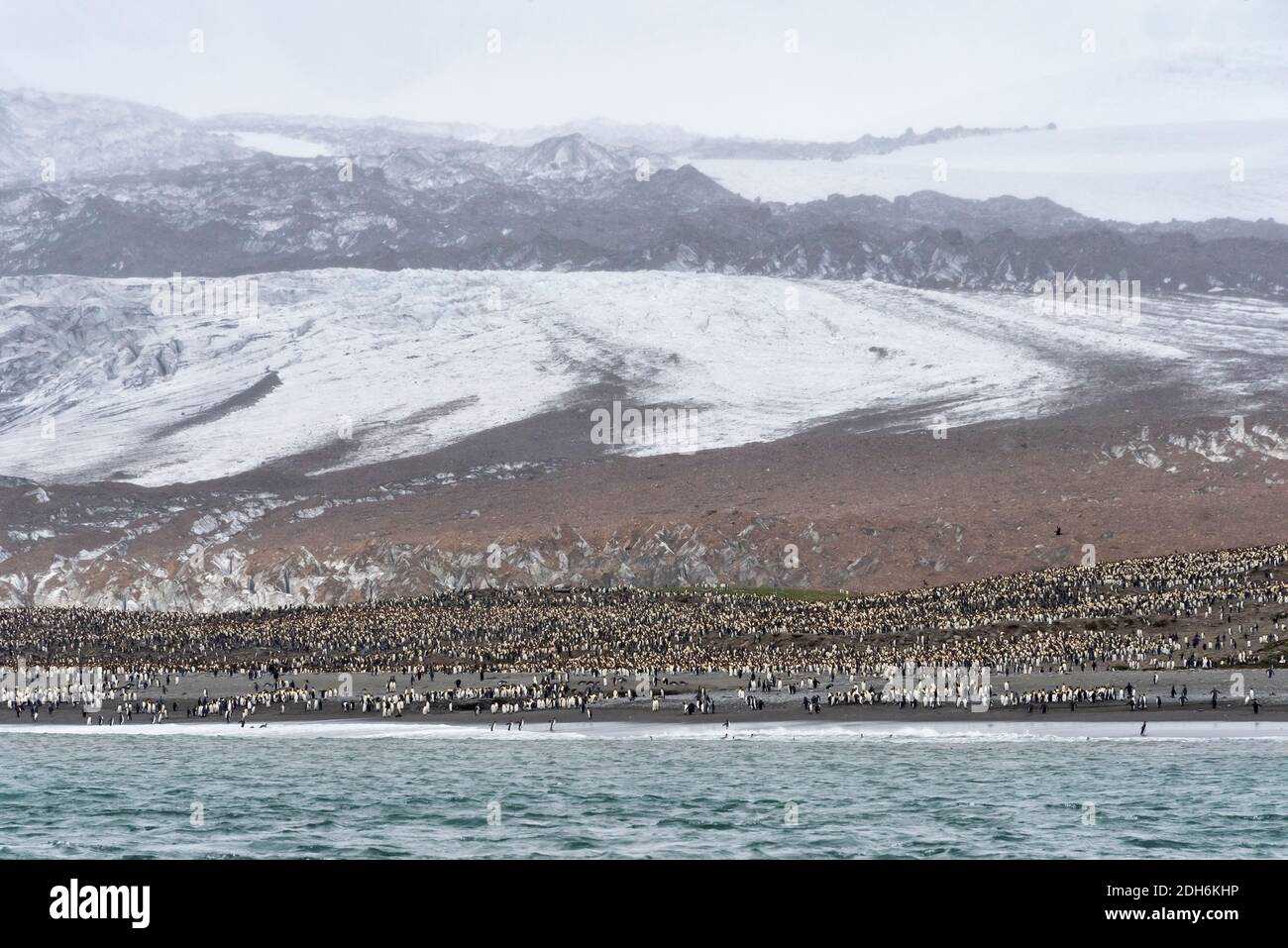 King penguins on the beach, St. Andrews Bay, South Georgia, Antarctica Stock Photo