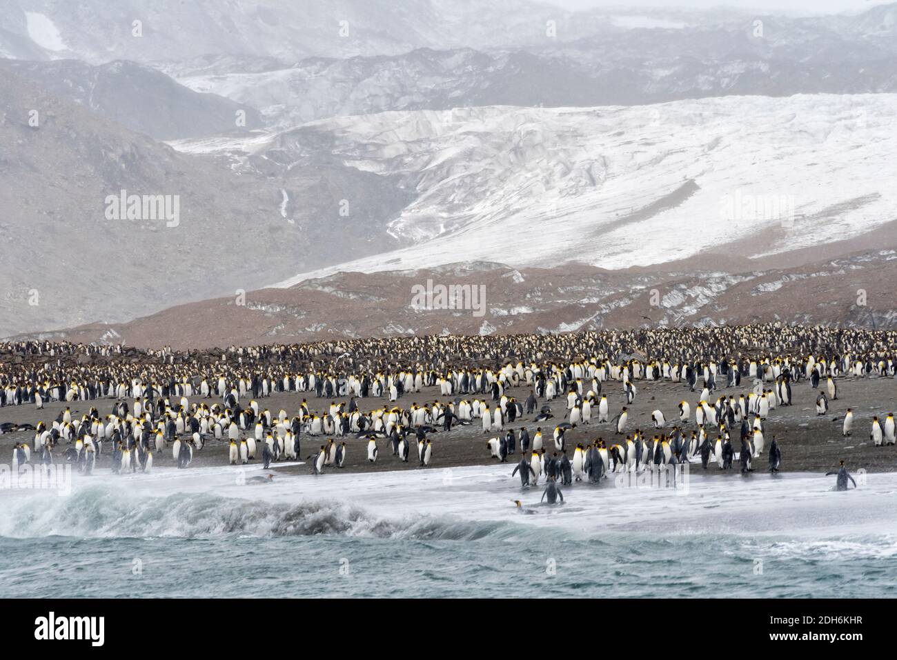 King penguins on the beach, St. Andrews Bay, South Georgia, Antarctica Stock Photo
