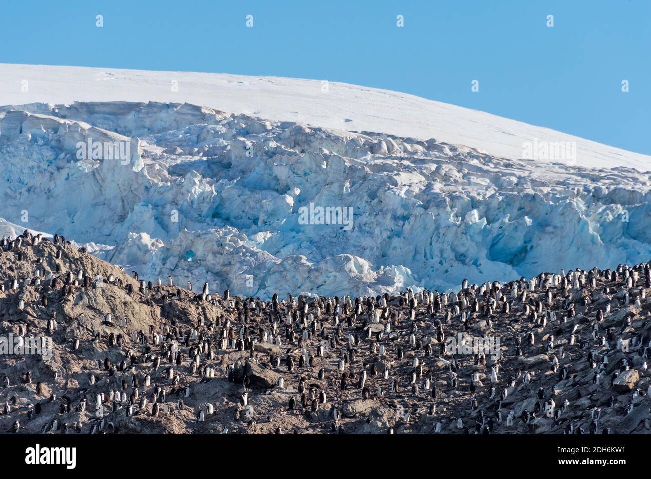 Penguins on the island, Point Wild, Elephant Island, Antarctica Stock Photo