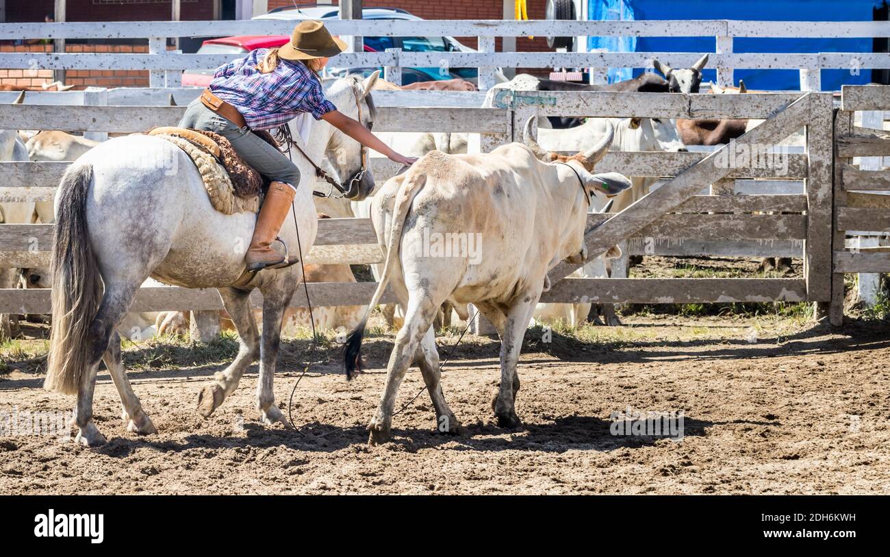 A female riding a horse in a ranch of animals Stock Photo - Alamy