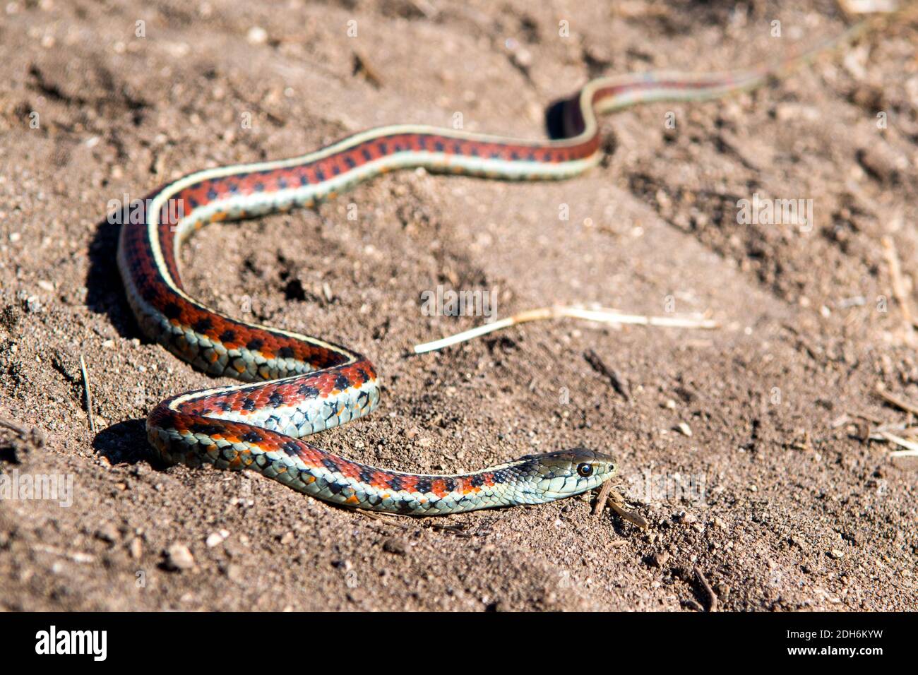 California Red-Sided Garter snake in sand found on Northern California Coast Stock Photo