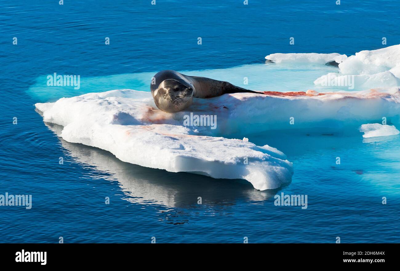 Leopard Seal (Hydrurga leptonyx) on floating ice in South Atlantic Ocean, Antarctica Stock Photo