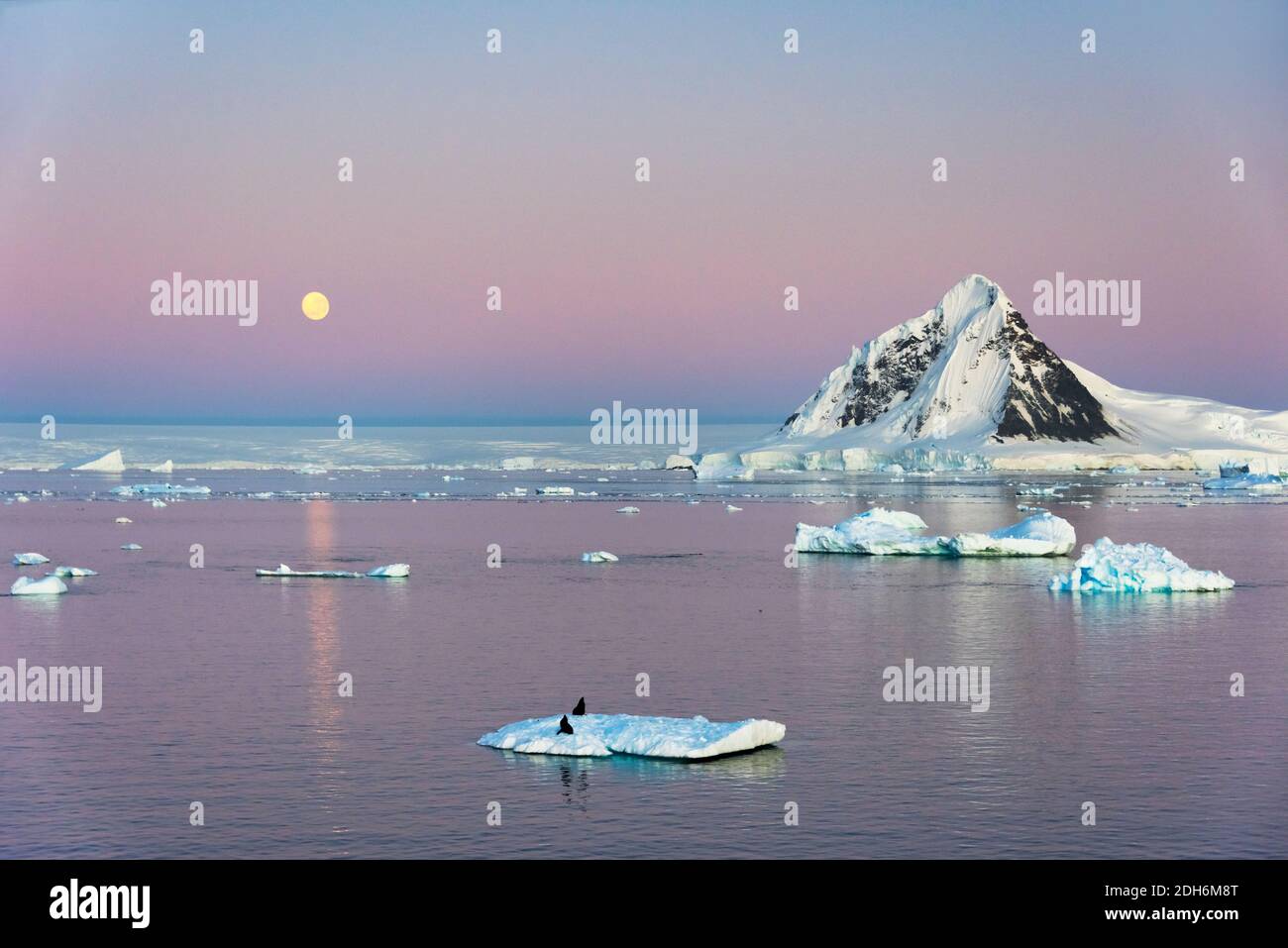 Moon over seals on floating ice and snow capped island in South Atlantic Ocean, Antarctica Stock Photo
