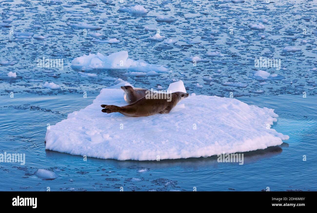 Crabeater seal (Lobodon carcinophaga), also known as the krill-eater seal, on floating ice in South Atlantic Ocean, Antarctica Stock Photo
