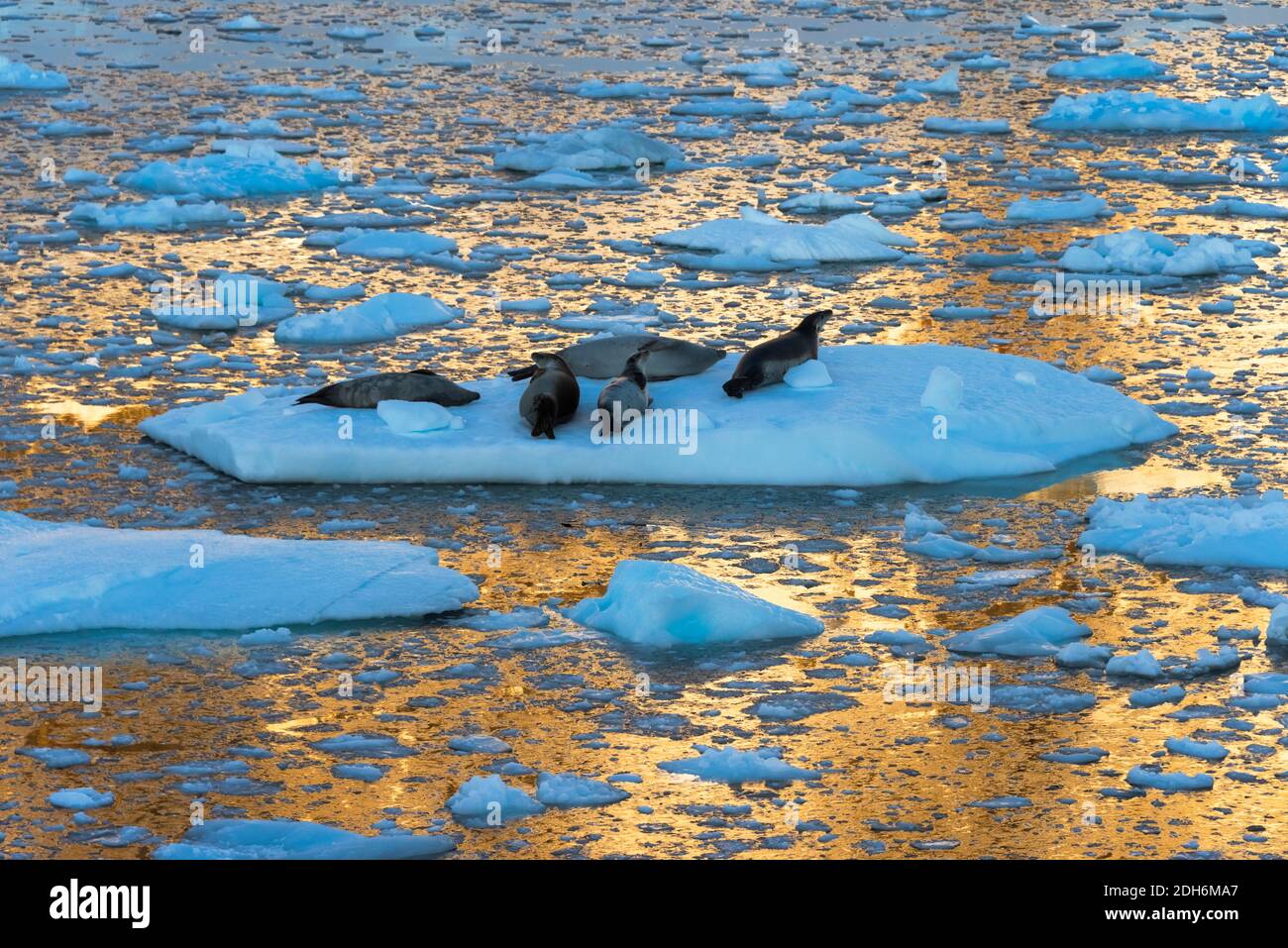 Crabeater seal on floating ice in South Atlantic Ocean, Antarctica Stock Photo