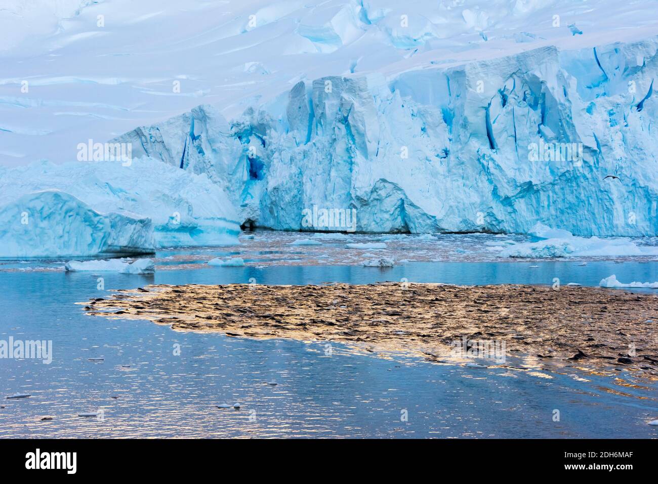Seals swimming near an iceberg in South Atlantic Ocean, Antarctica Stock Photo