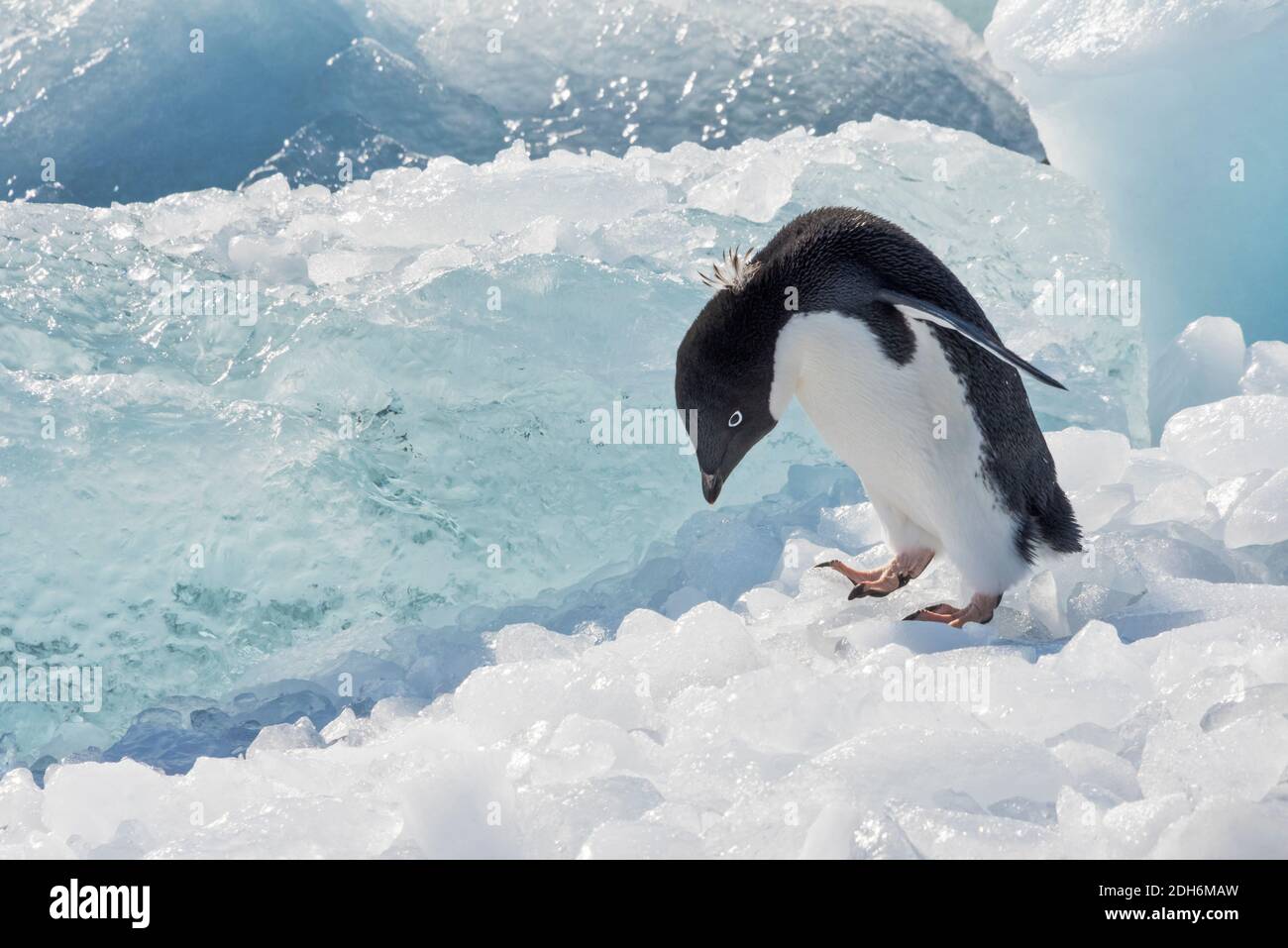 Adelie penguin on ice covered beach, Pleneau & Petermann Islands, South Atlantic Ocean, Antarctica Stock Photo