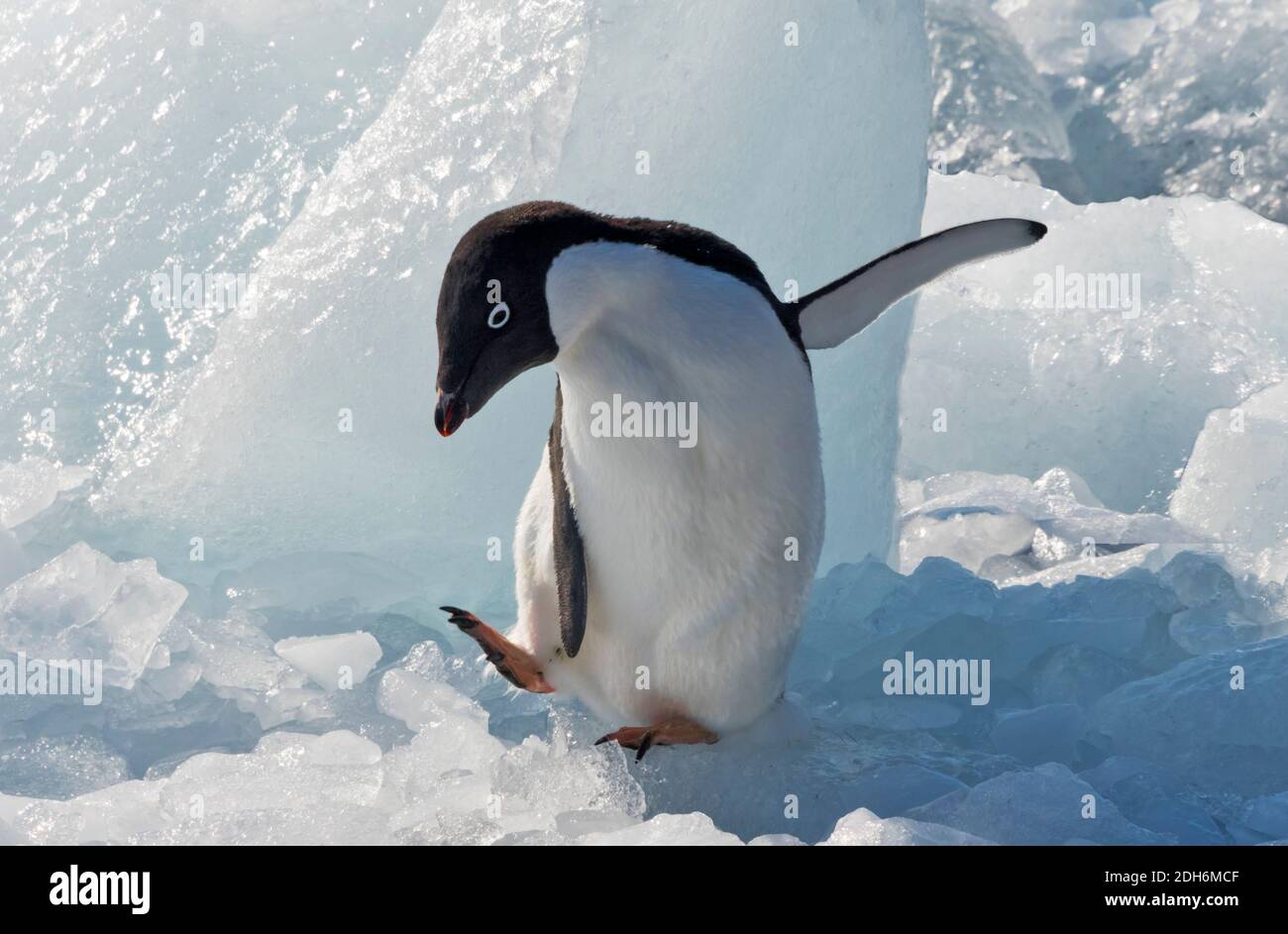 Adelie penguin on ice, Pleneau Island, South Atlantic Ocean, Antarctica Stock Photo