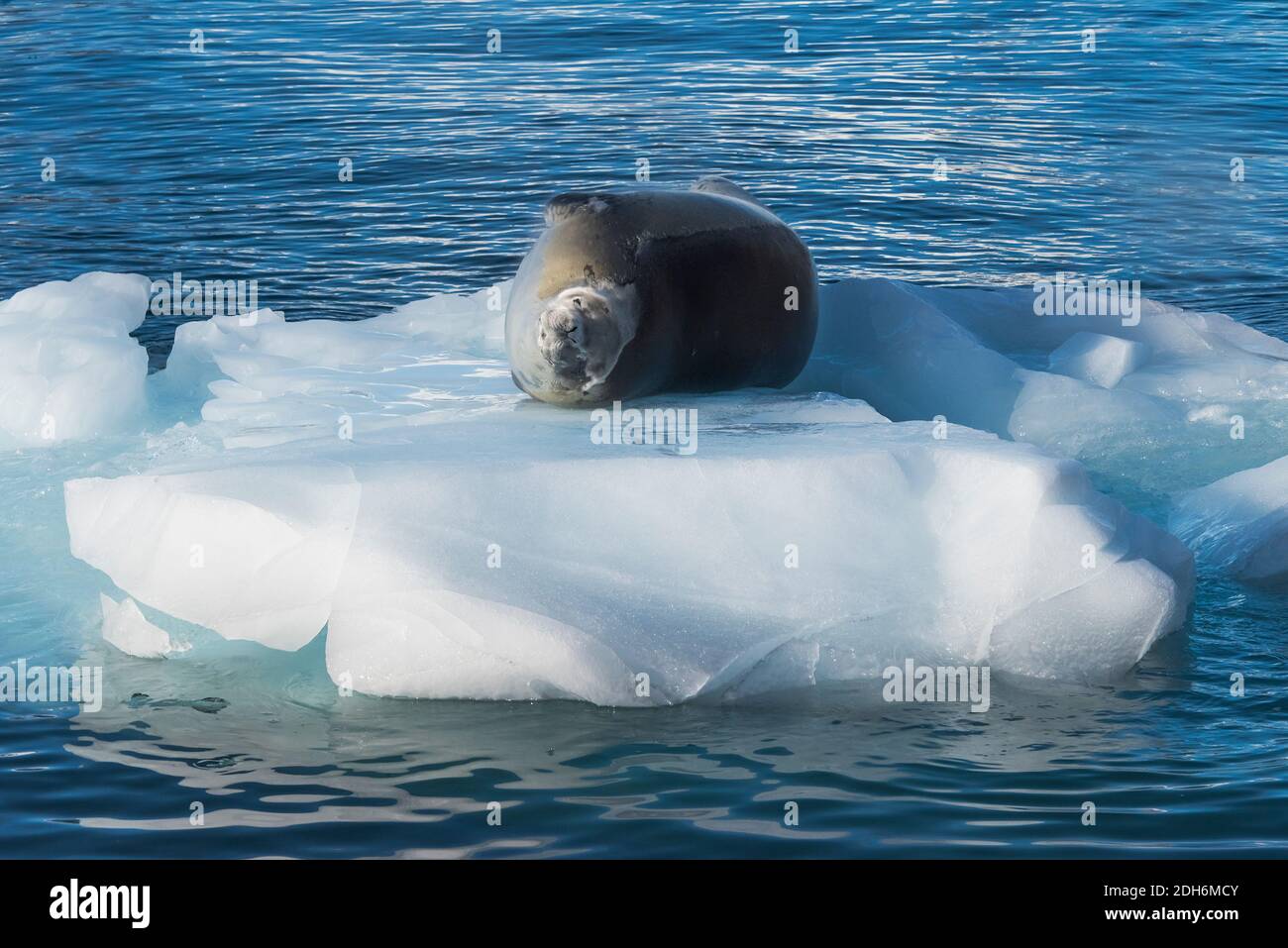 Crabeater seal (Lobodon carcinophaga), also known as the krill-eater seal, on floating ice in South Atlantic Ocean, Paradise Bay, Antarctica Stock Photo