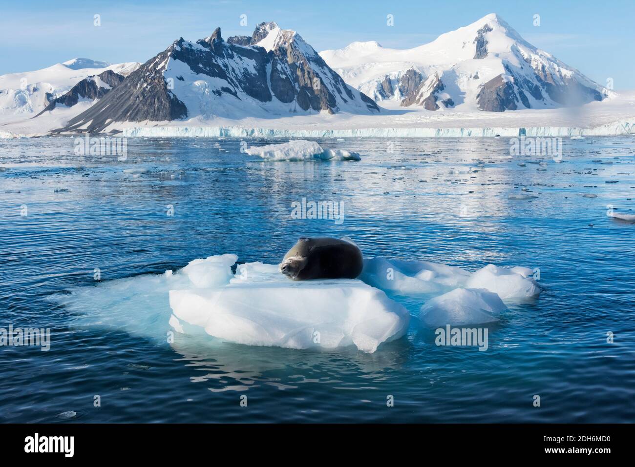 Crabeater seal on floating ice in South Atlantic Ocean, Paradise Bay, Antarctica Stock Photo
