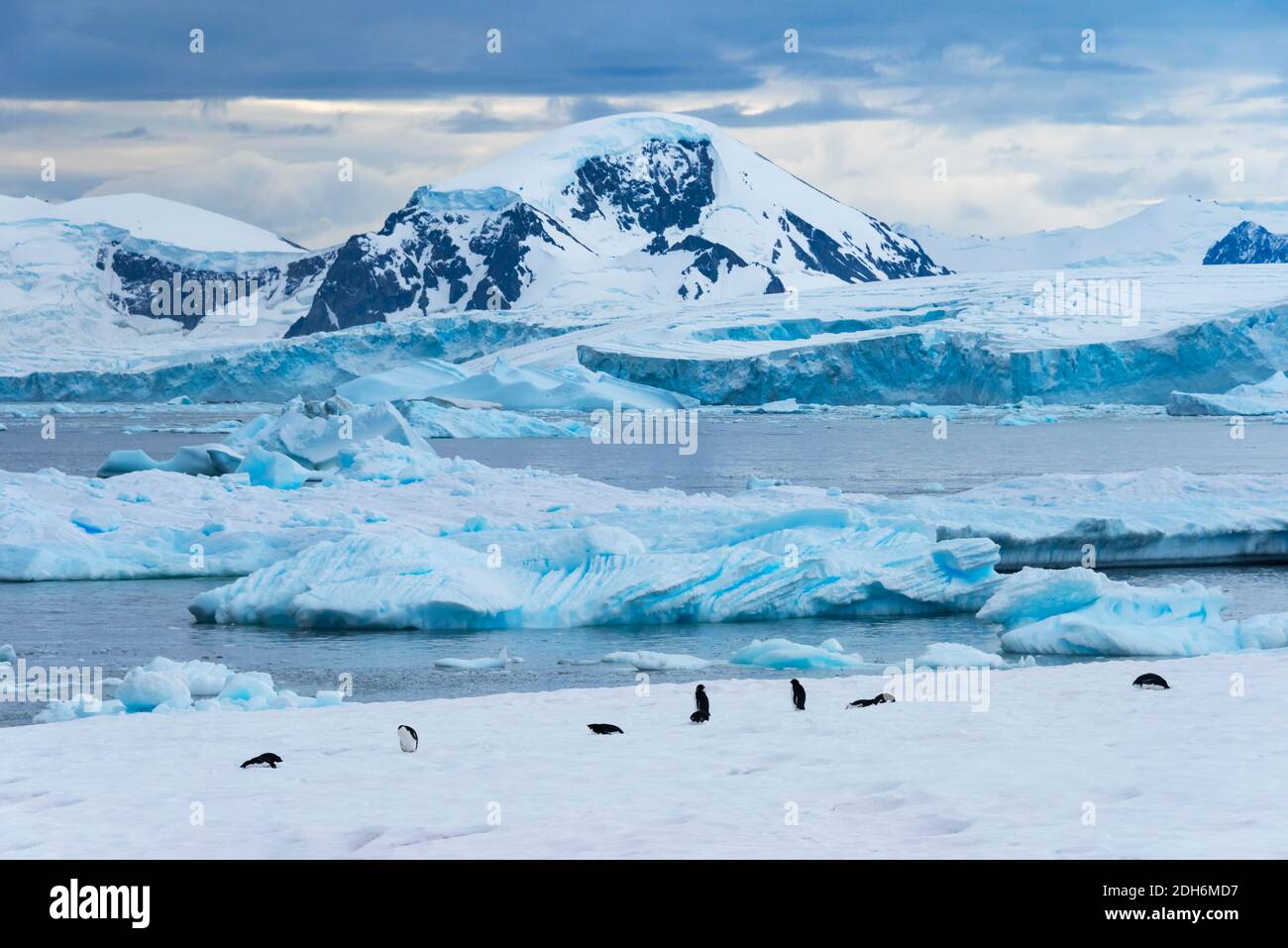 Adelie penguins on Stonington Island, Antarctica Stock Photo