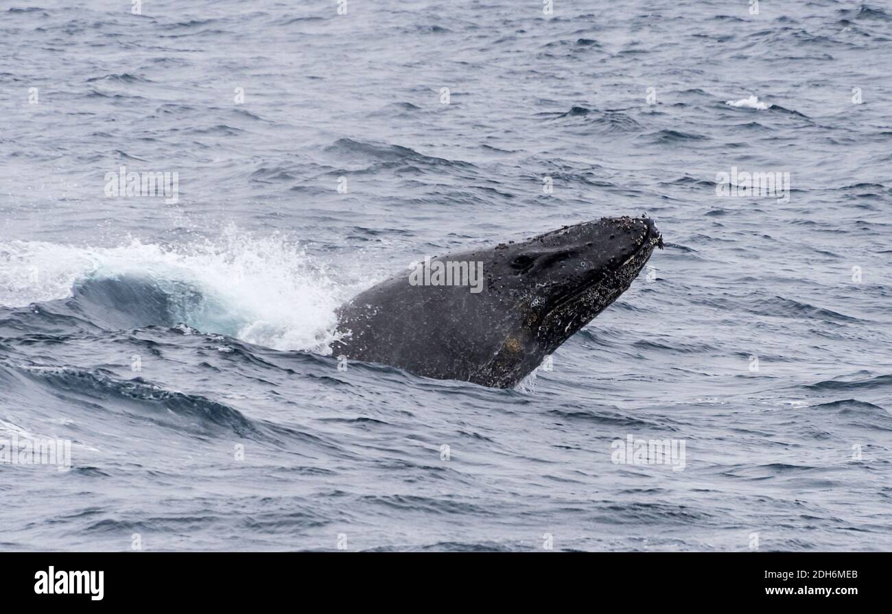 Humpback whale in South Atlantic Ocean, Antarctica Stock Photo