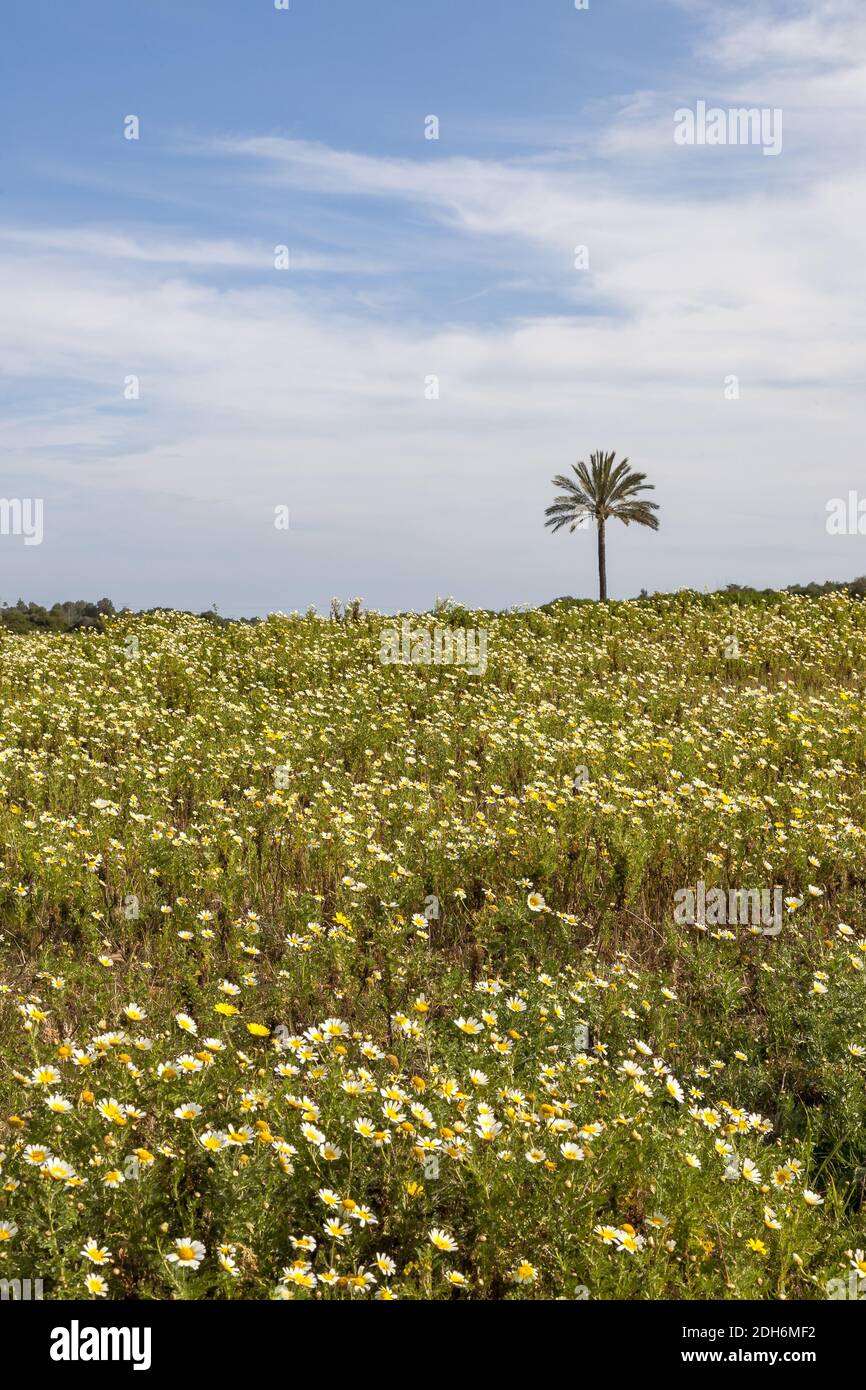 Flower meadow with palm tree Stock Photo