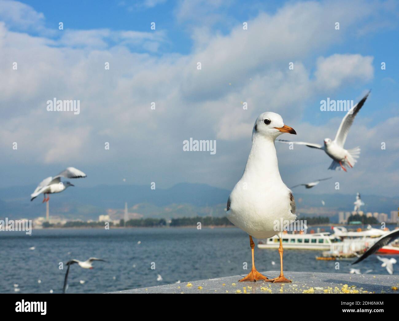 One White Larus ridibundus with orange foot and mouth standing on the platform Stock Photo