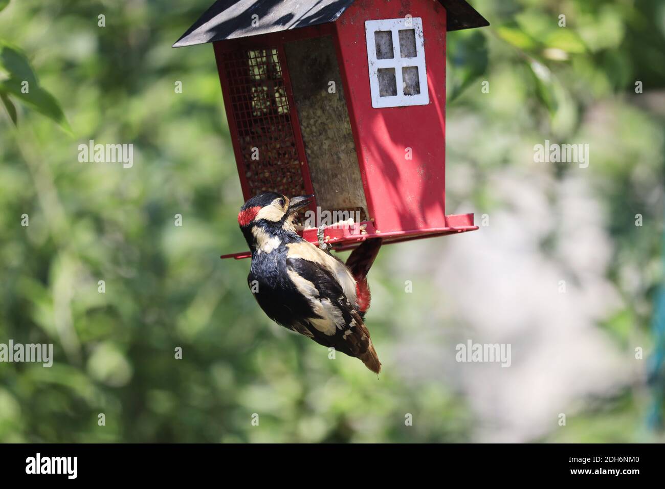 Great Spotted Woodpecker, Buntspecht, at a feeding station Stock Photo