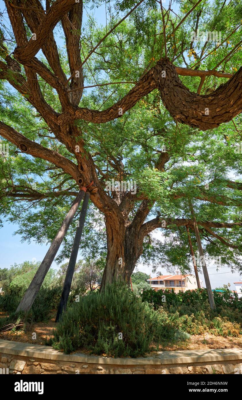 The rosewood Tipuana tipu tree growing by the Kolossi castle.  Kolossi. Limassol District. Cyprus Stock Photo