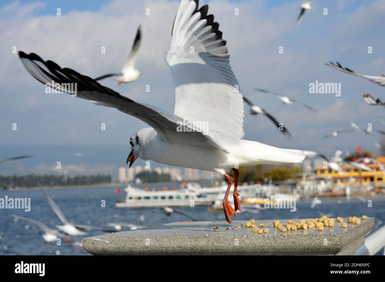 A Larus ridibundus take the fodder and fly away in sunny day Stock Photo