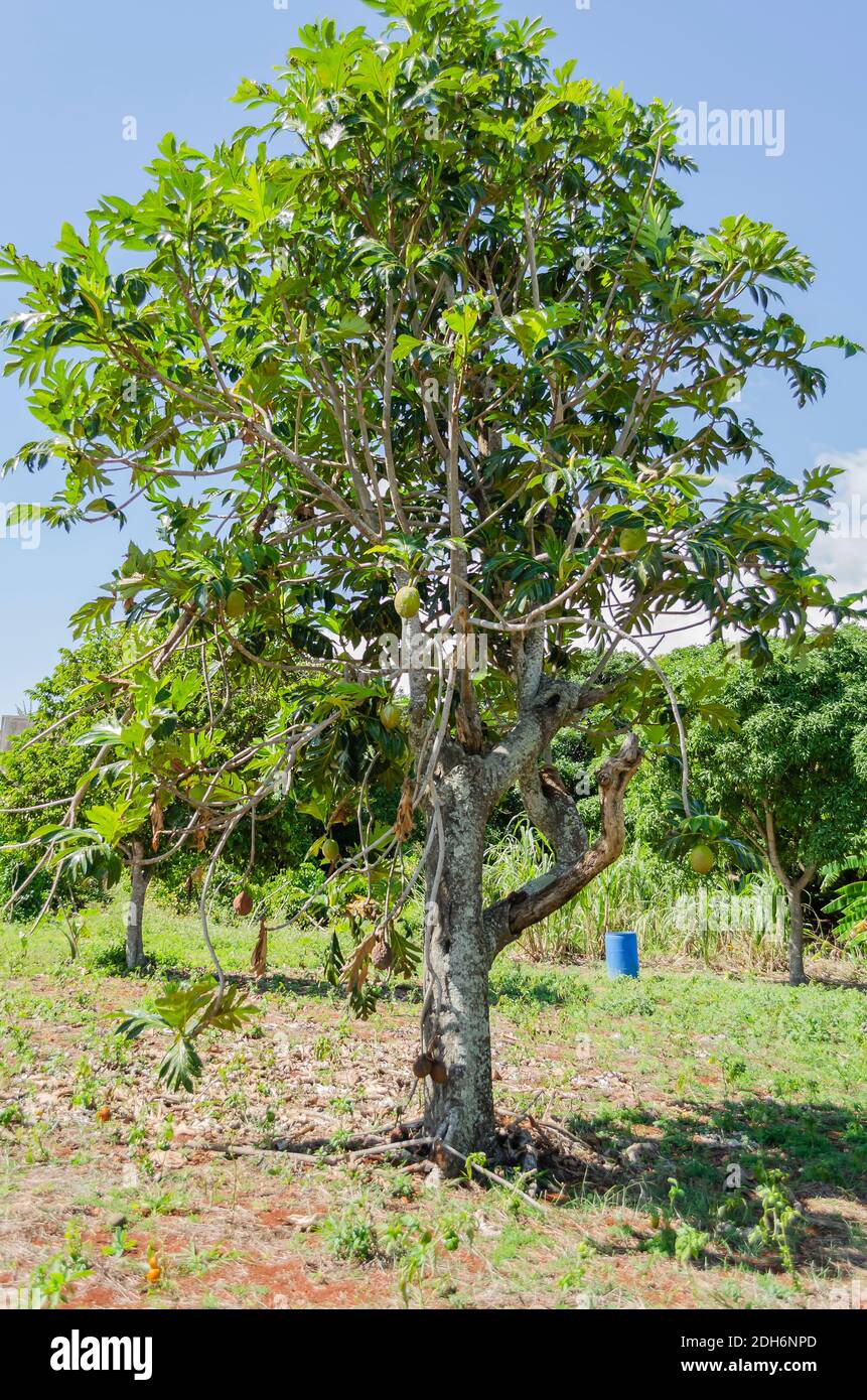 Breadfruit Tree With Fruits Stock Photo
