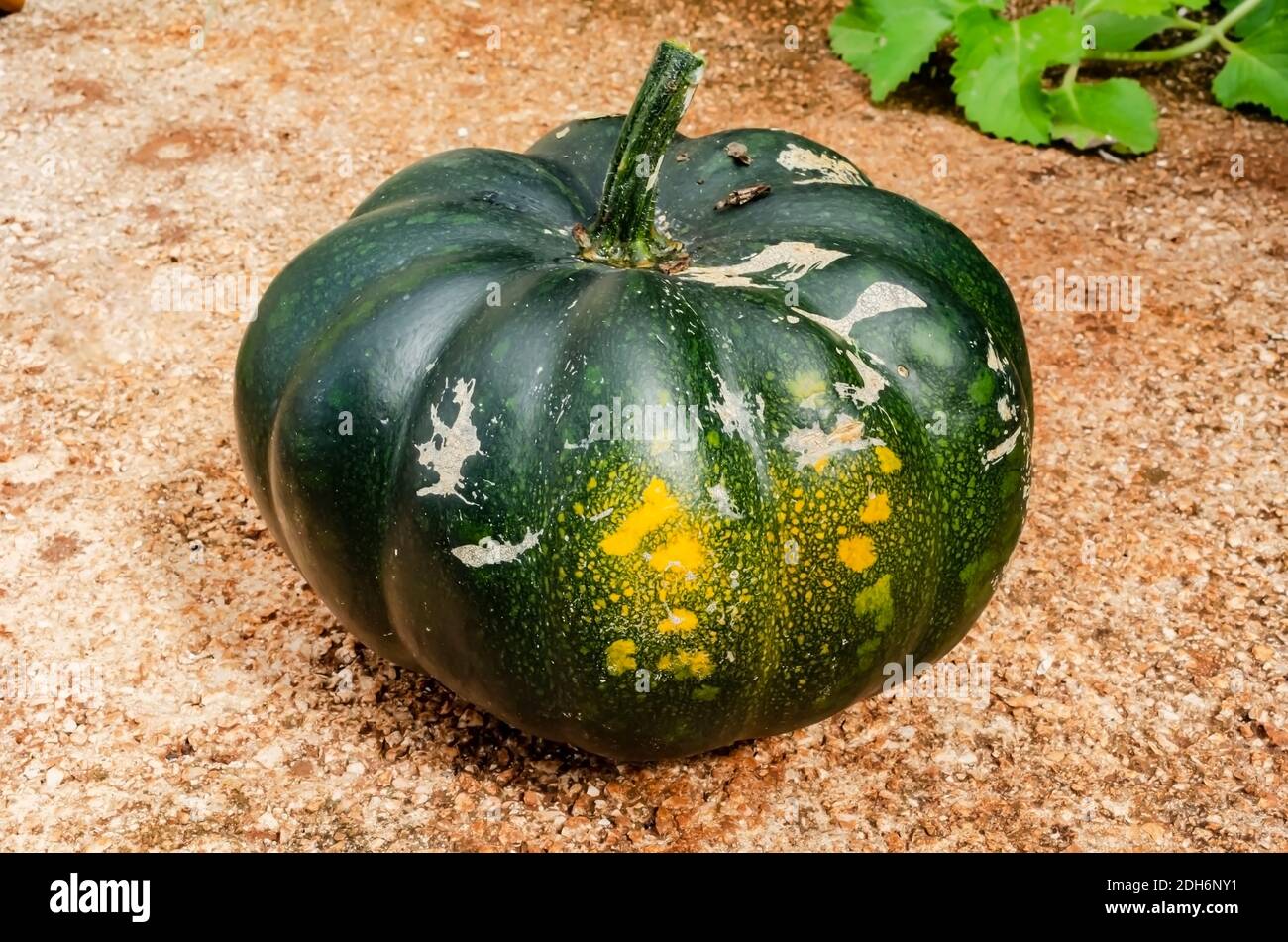 Outside on a concrete surface is a whole round kalabasa pumpkin with its stem in tact. Stock Photo