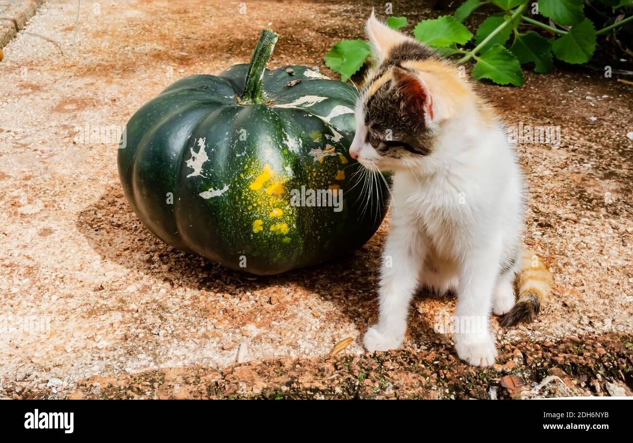 Kitten Beside Pumpkin Stock Photo