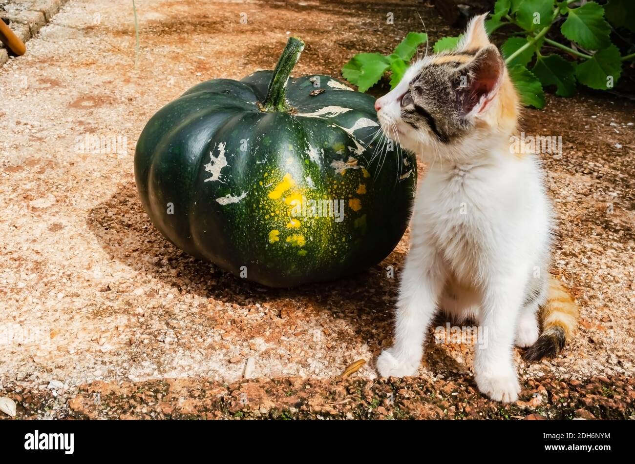 Kitten Beside Kalabasa Pumpkin Stock Photo