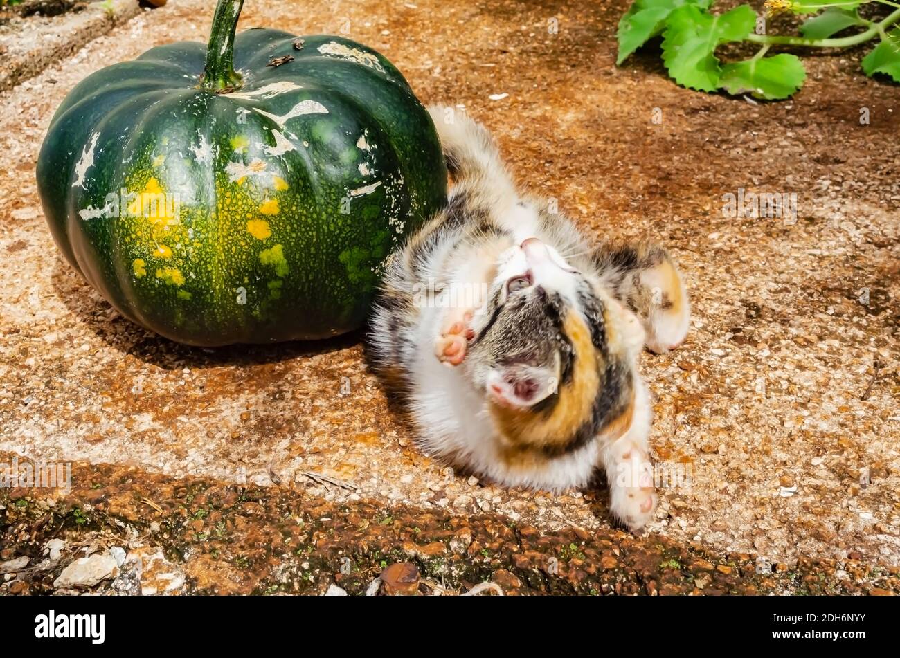 Kitten Beside Pumpkin Rolling Over Stock Photo