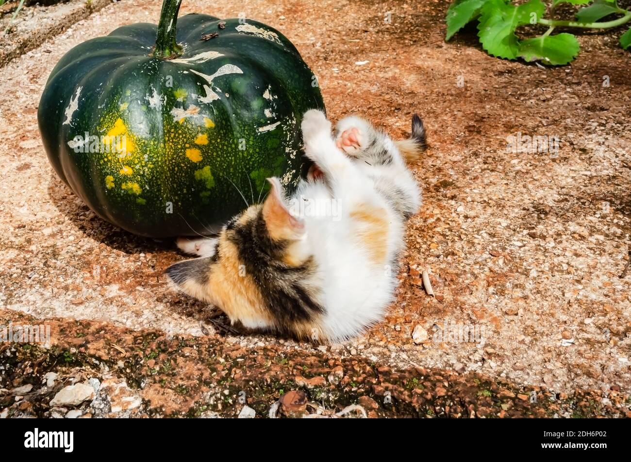 Kitten Holding Pumpkin With Front Paws Stock Photo