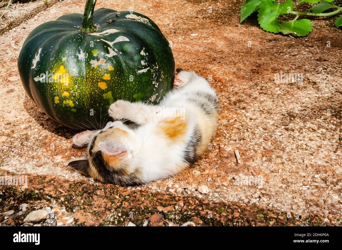 Kitten Holding Kalabasa Pumpkin With Front Paws Stock Photo