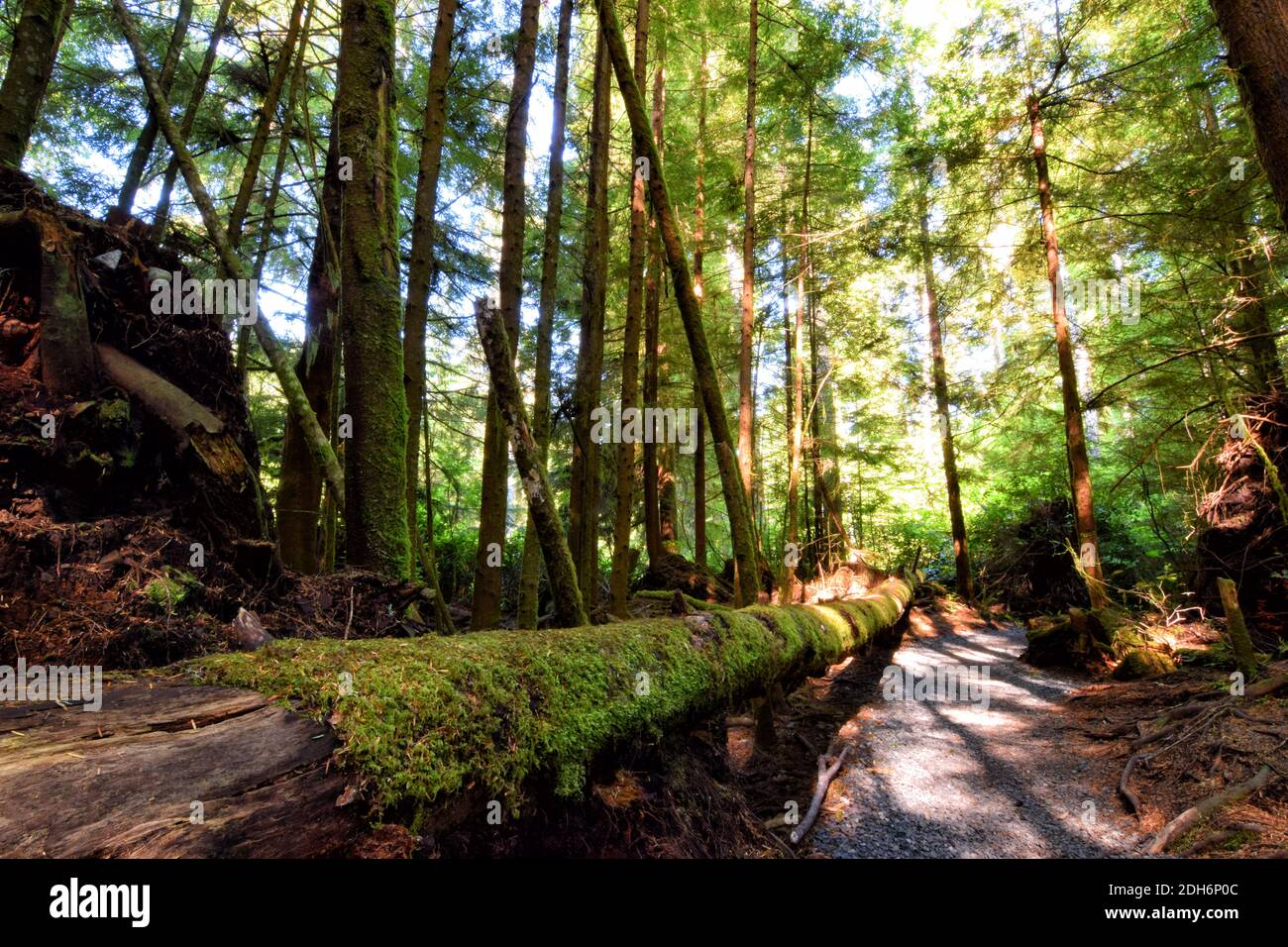 Old Growth Trees in Sandcut Beach, Vancouver, British Columbia Stock Photo