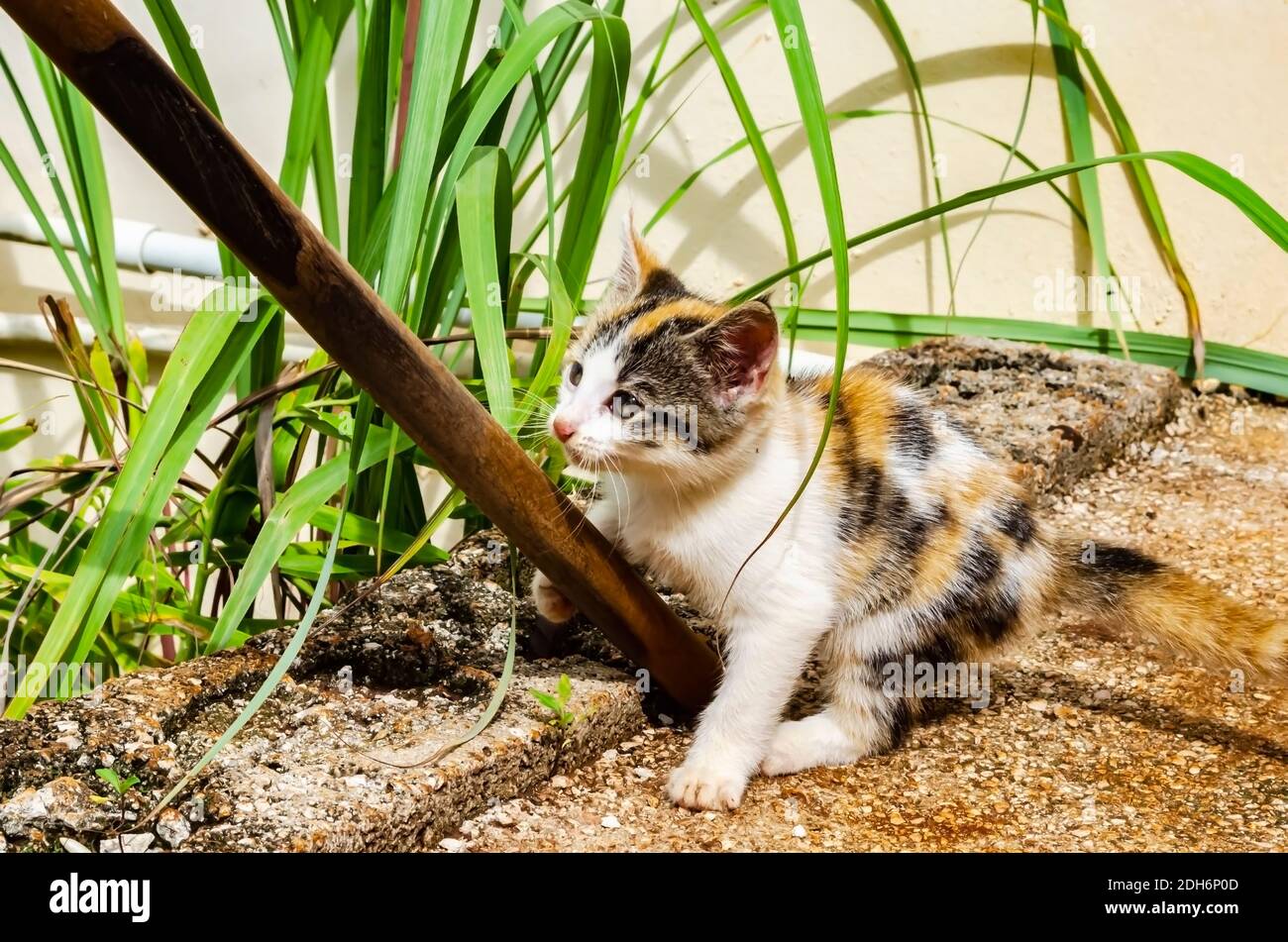 Kitten on concrete pavement playing with a mop stick beside a lemon grass  plant Stock Photo - Alamy
