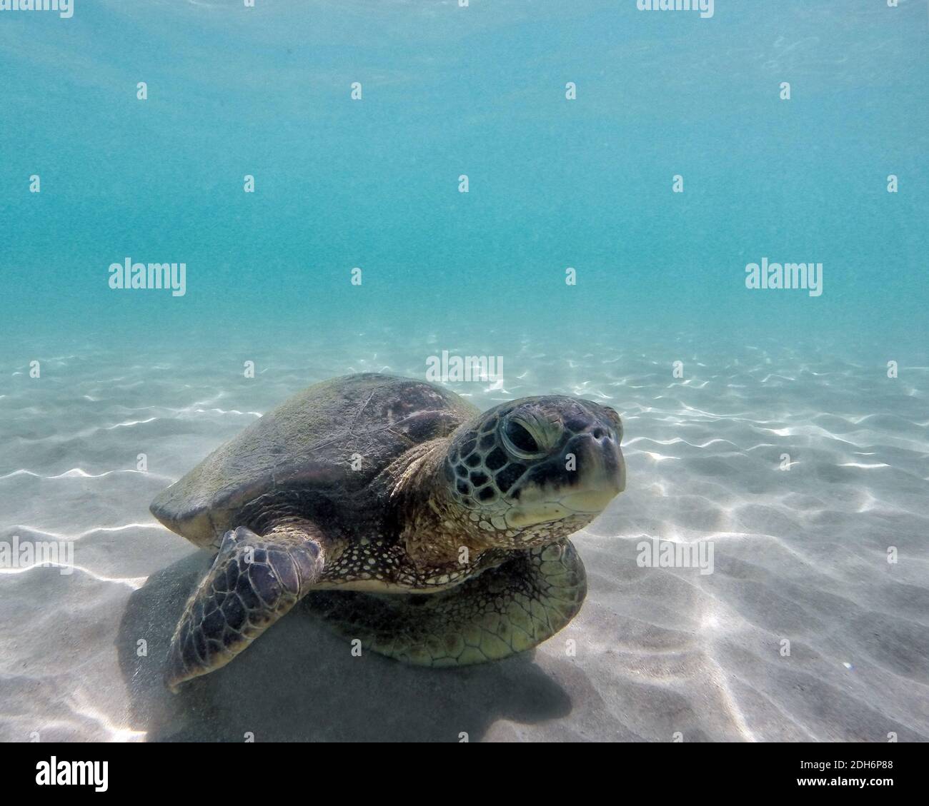 Swimming Hawaiian Green Sea Turtle (Chelonia mydas) Big Island, Hawaii Stock Photo