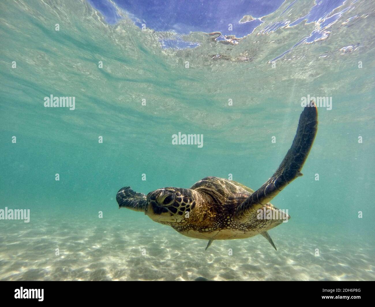 Swimming Hawaiian Green Sea Turtle (Chelonia mydas) Big Island, Hawaii Stock Photo