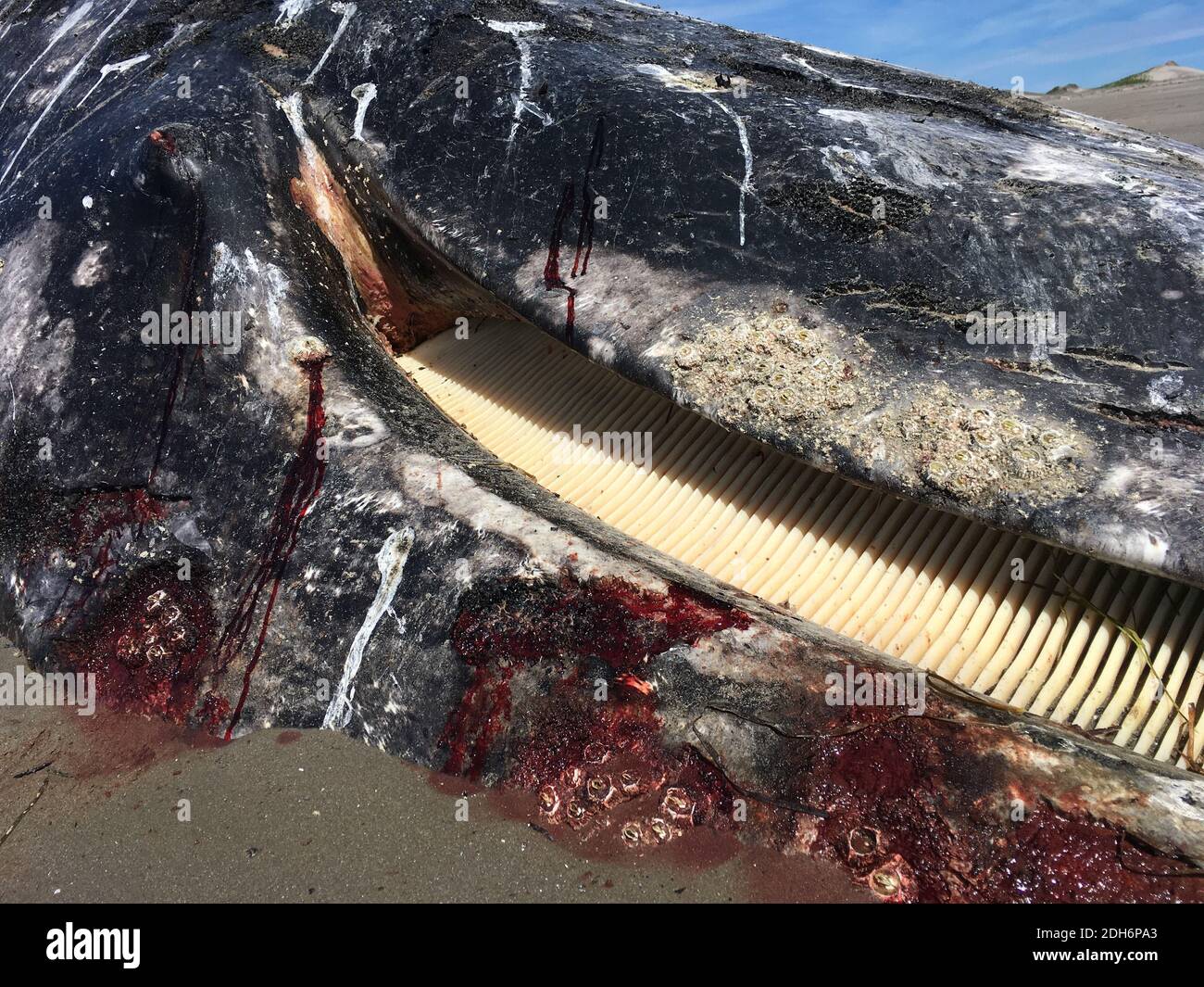 Dead Gray Whale Beached (Eschrichtius robustus) Stock Photo