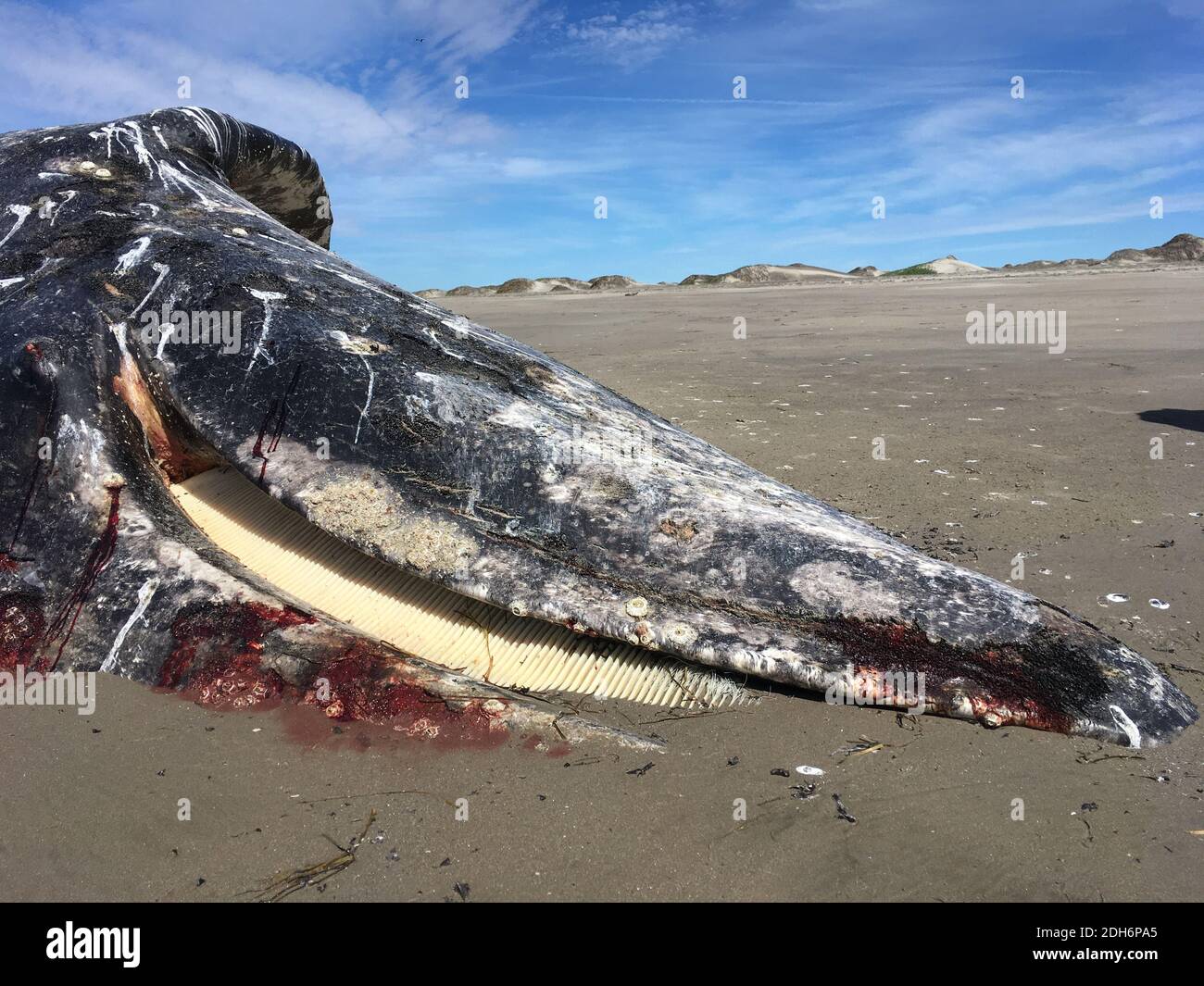 Dead Gray Whale Beached (Eschrichtius robustus) Stock Photo