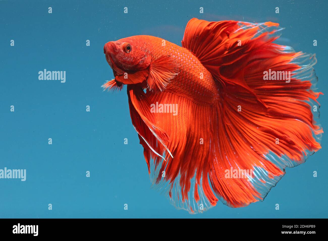 A betta splendens (Betta sp) type of halfmoon rose is swimming ...