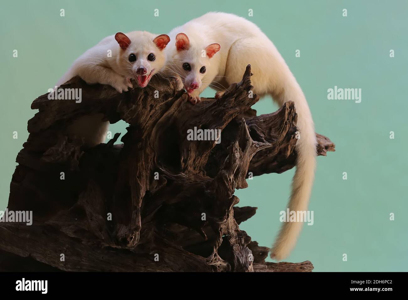 A pair of Asian palm civet leucistics are looking for insects on a rotting log. This mammal has the scientific name Paradoxurus hermaphroditus. Stock Photo