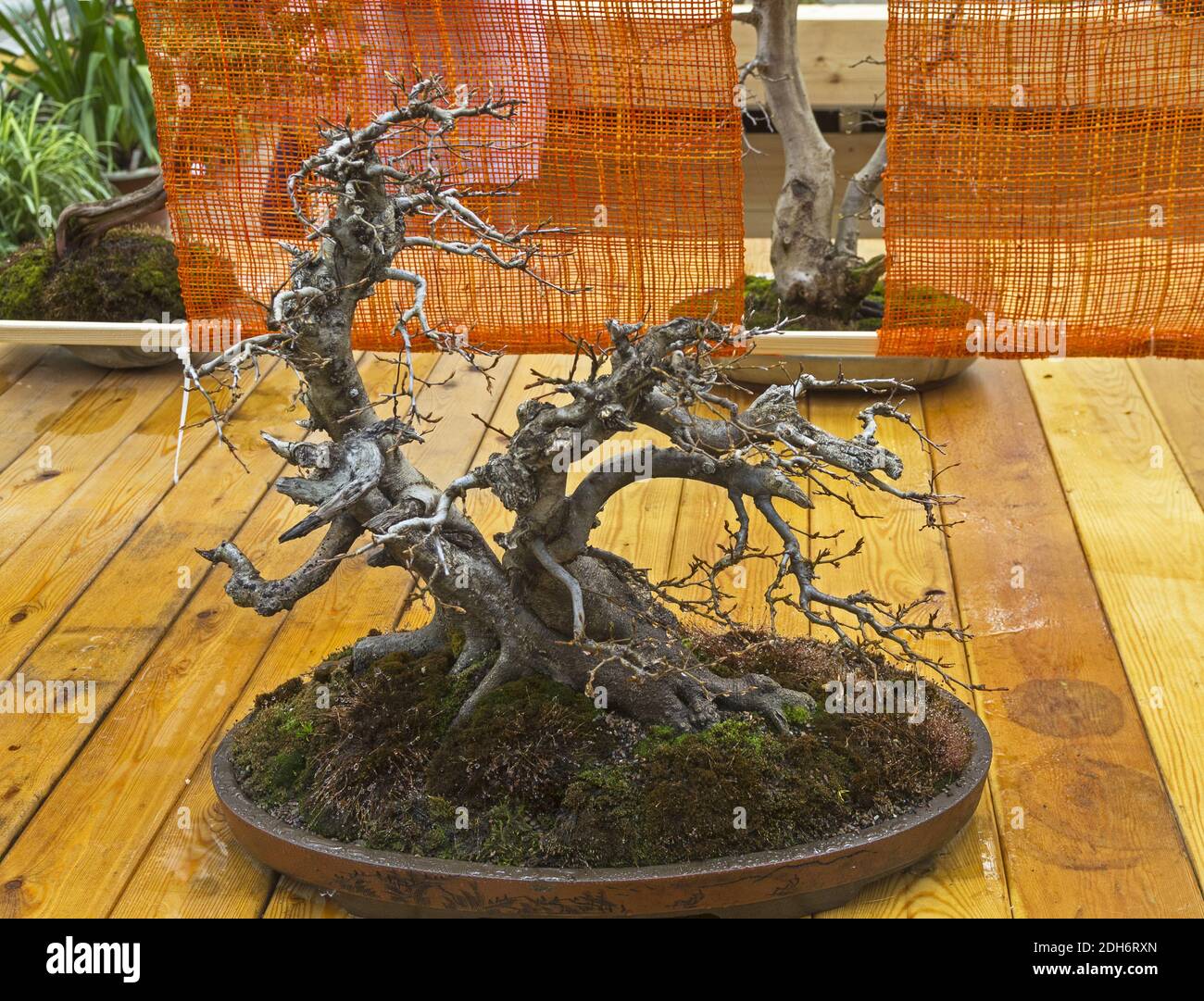 Oriental hornbeam - Bonsai in the style of Bent by the wind. Stock Photo