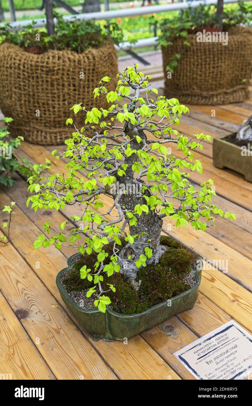 Chinese Elm (Ulmus parvifolia) - Bonsai in the style of Tilted. Stock Photo