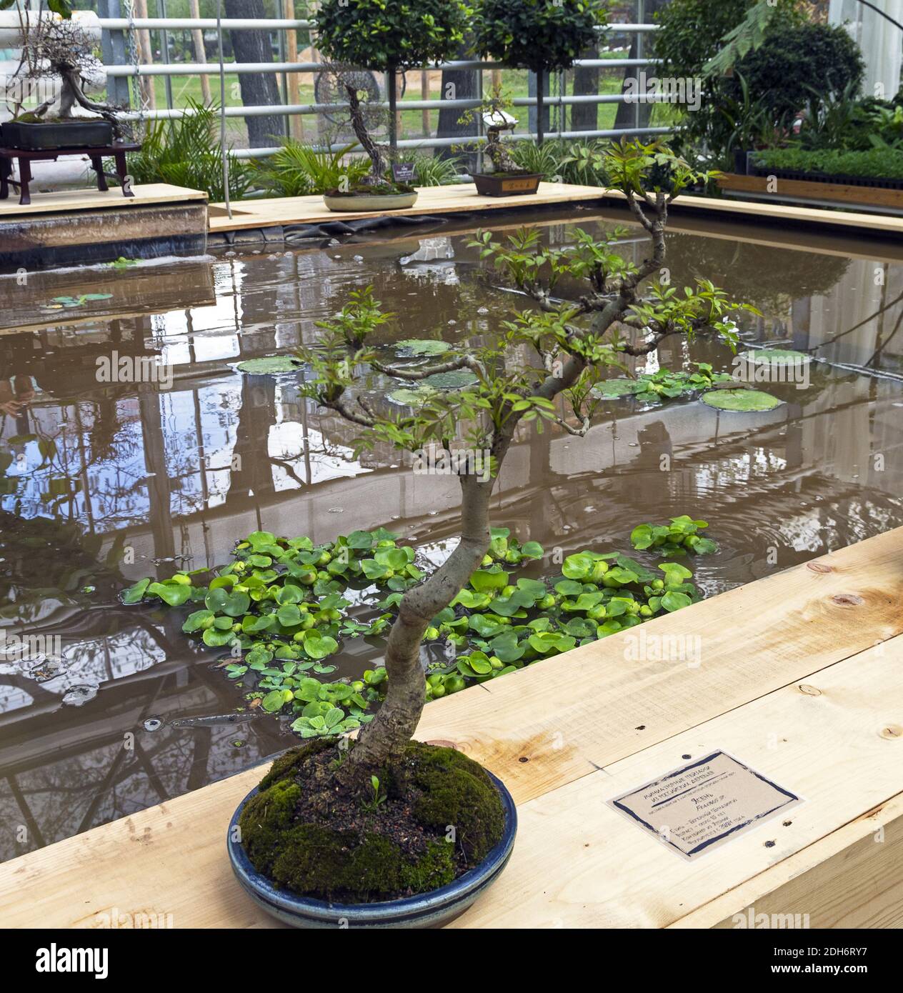 bonsai zeitraffer Seedeo® Japanische Schwarzkiefer (Pinus thunbergii ) Bonsai 30 Samen main image 1