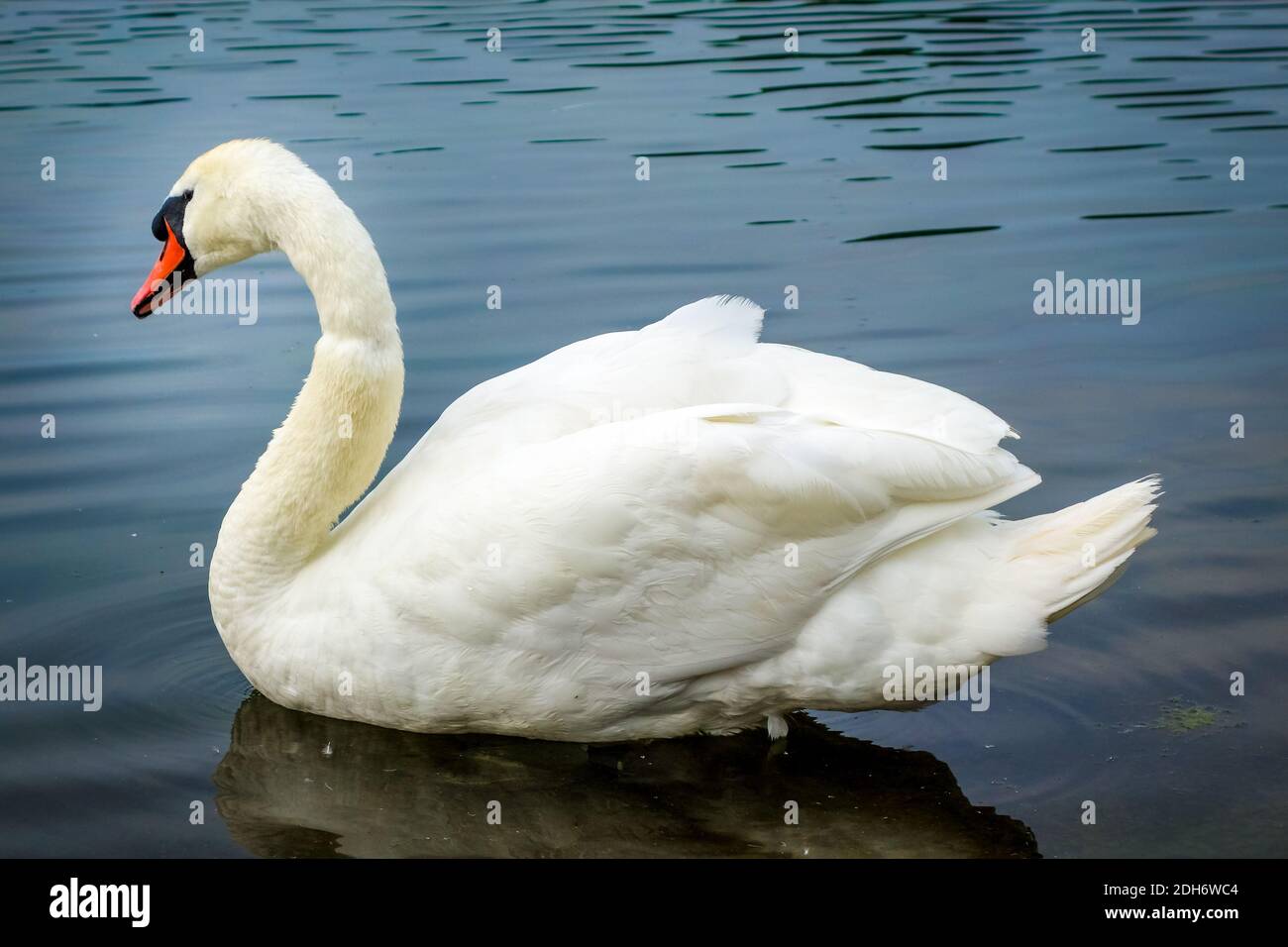 White swan swimming on a pond Stock Photo - Alamy