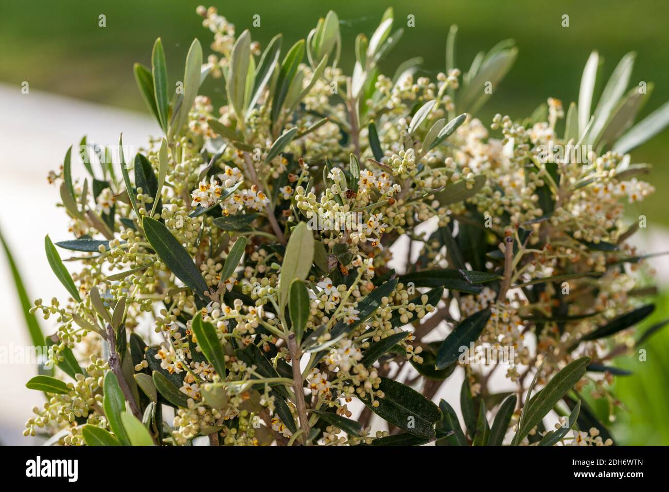 Olive, Olivträd (Olea europaea) Stock Photo