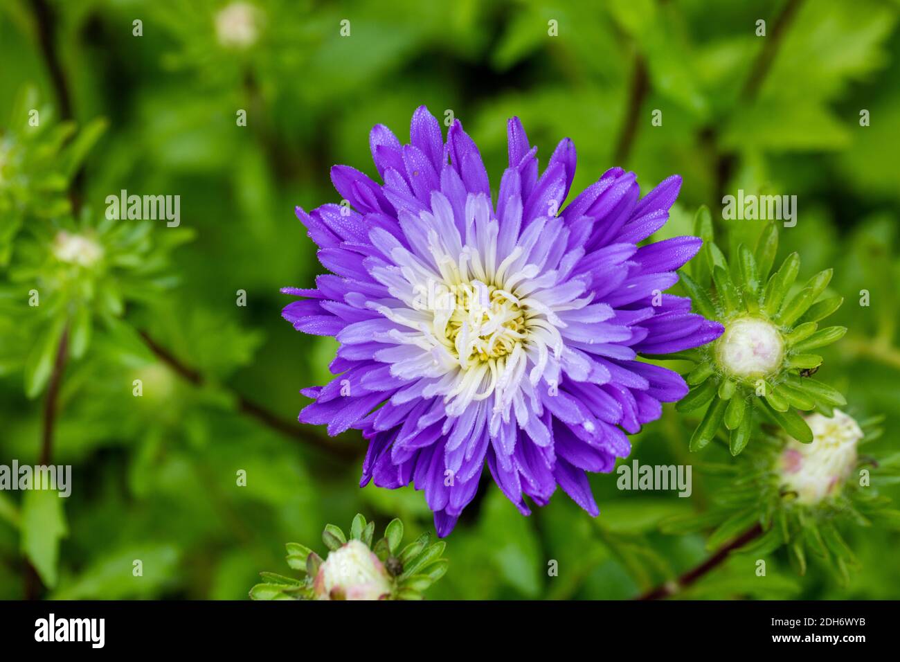 'American Branching, American Mix' China aster, Sommaraster (Callistephus chinensis) Stock Photo