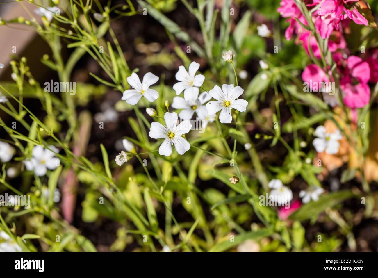 'Vit Diamant' Perennial Flax, Berglin (Linum perenne) Stock Photo