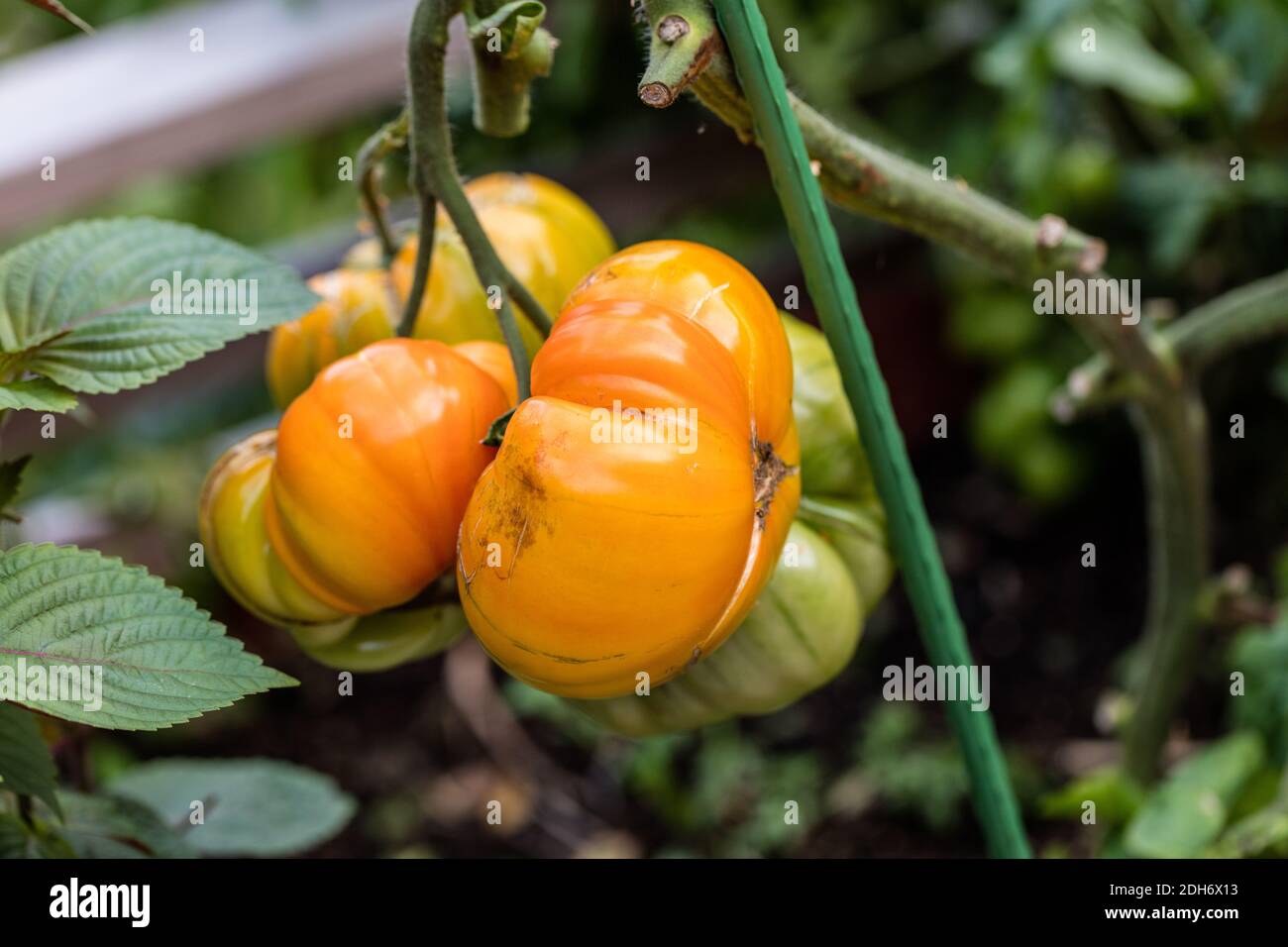 'Ananas' Tomato, Tomat (Solanum lycopersicum) Stock Photo