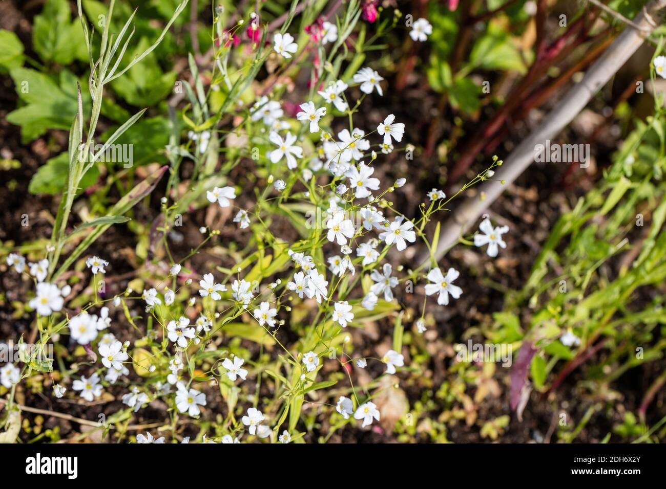 'Vit Diamant' Perennial Flax, Berglin (Linum perenne) Stock Photo