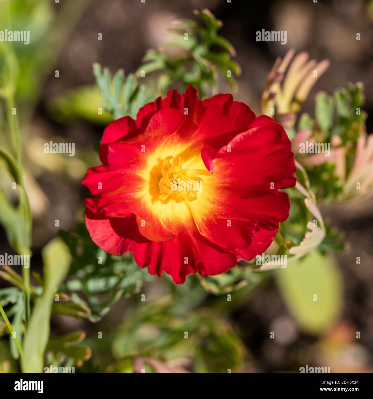'Red Chief' California Poppy, Sömntuta (Eschscholzia californica) Stock Photo